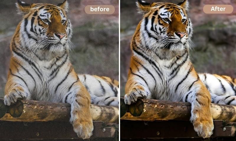 Remove Annoying Noises and Make Your Photos Look Their Best